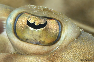 Golden eye, 
Eye of a guitarfish (Zapterix exasperata) by Raoul Caprez 